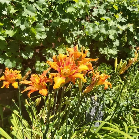 בית הארחה Newmidi Terrace, Wifi