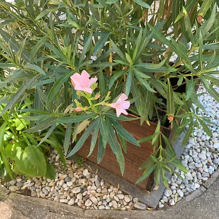 Newmidi Terrace, Wifi